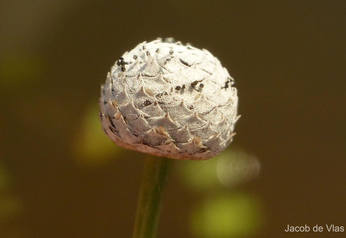 Eriocaulon sexangulare L.